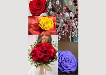 Forever Roses from Ecuador, The Perfect Blend of Beauty and Timelessness